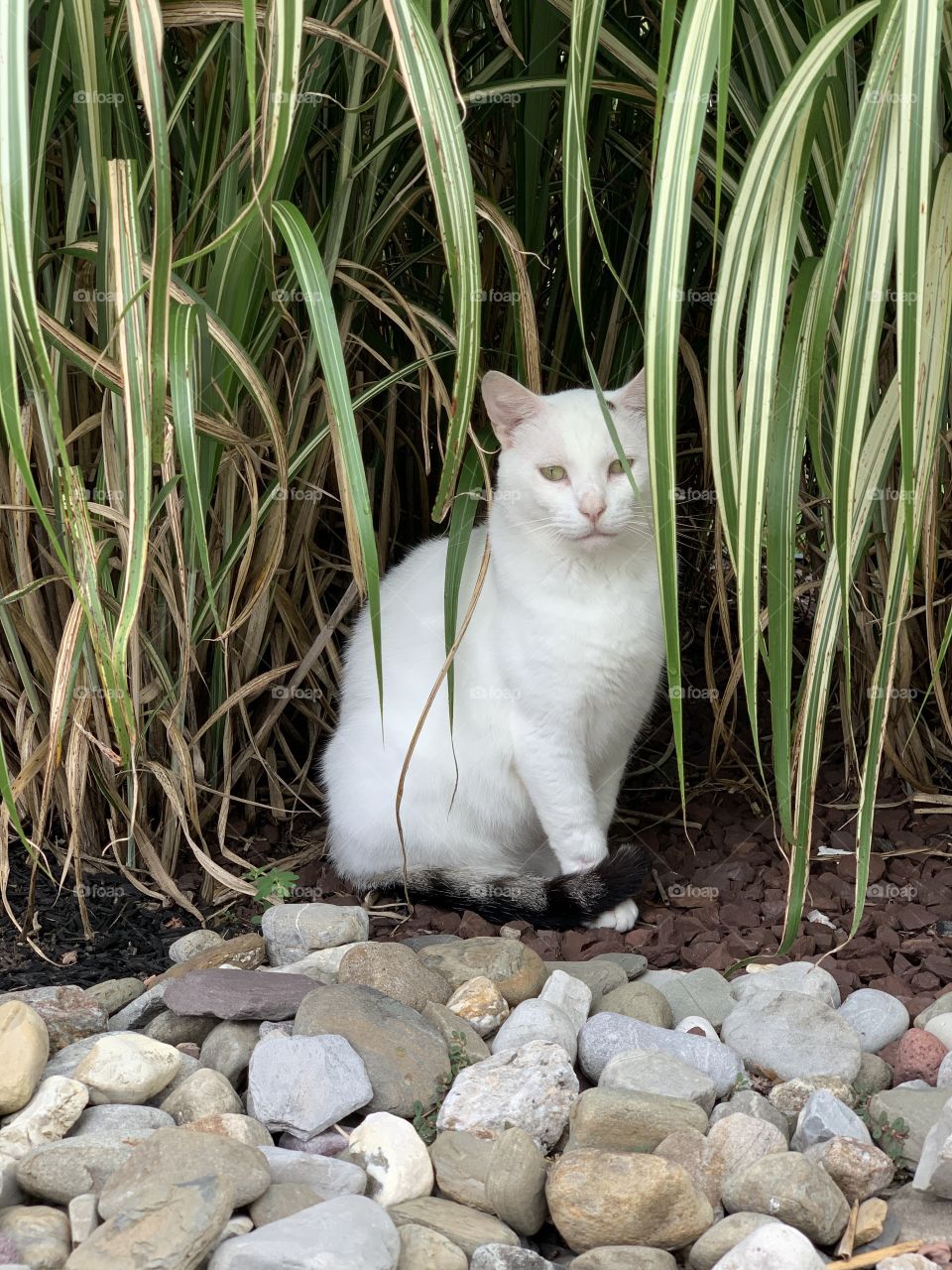 Life is like a jungle