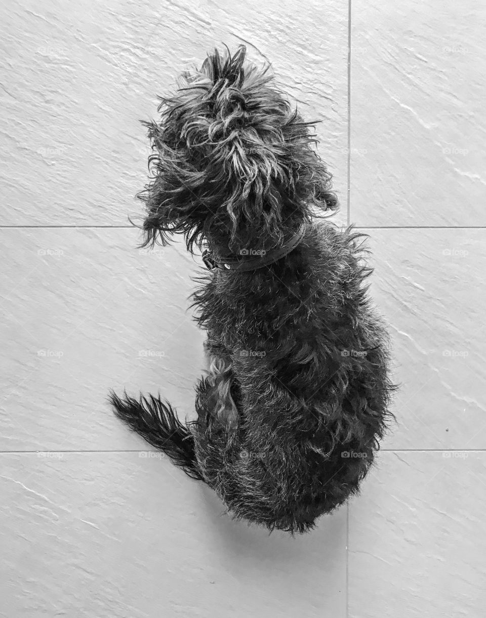 Black and white high angle shot of wired-haired dog 