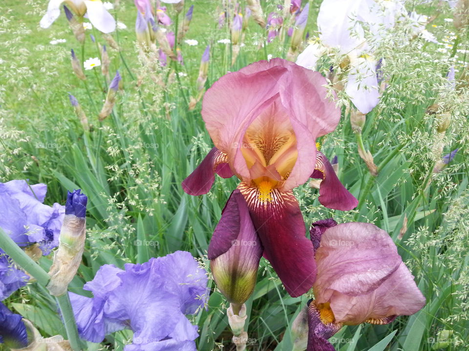 Irises. Different colors irises.
