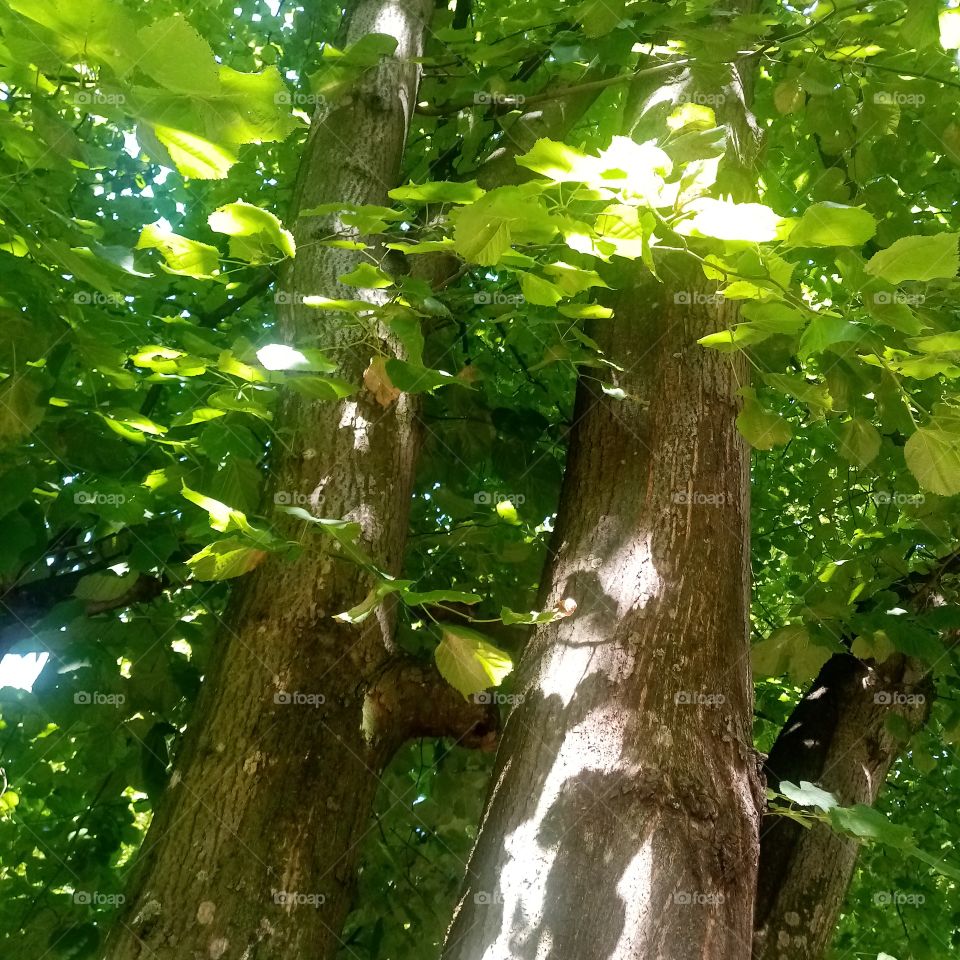 True Nature, no Filters