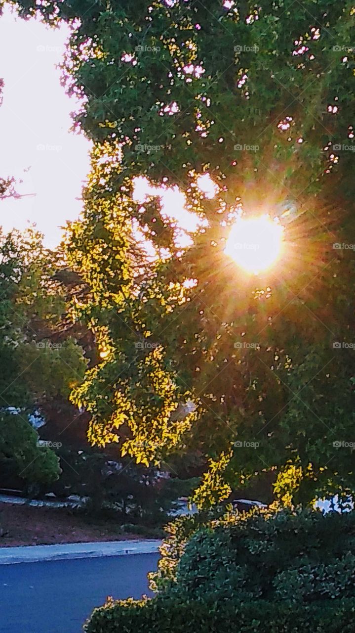 I seen the sun shining through the trees and grabbed my phone and had to capture the moment! 🌅