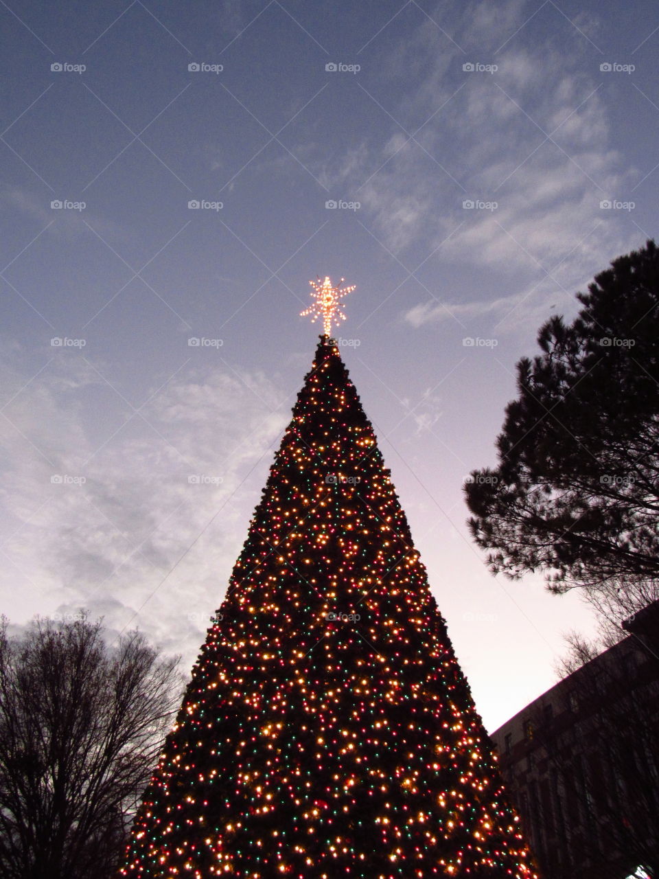 Low angle view of christmas tree