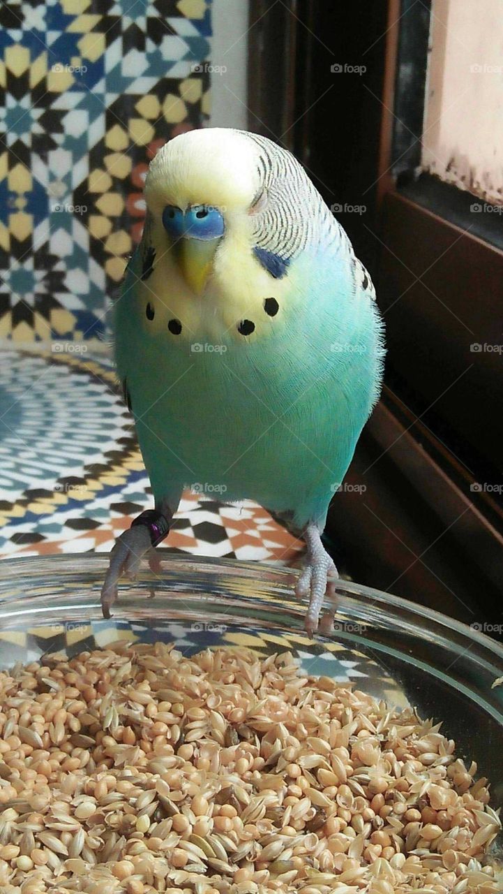 Beautiful parrot bird looking at my camera.