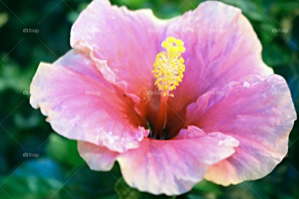 beautiful pink gumamela flower plant macro photo shot 