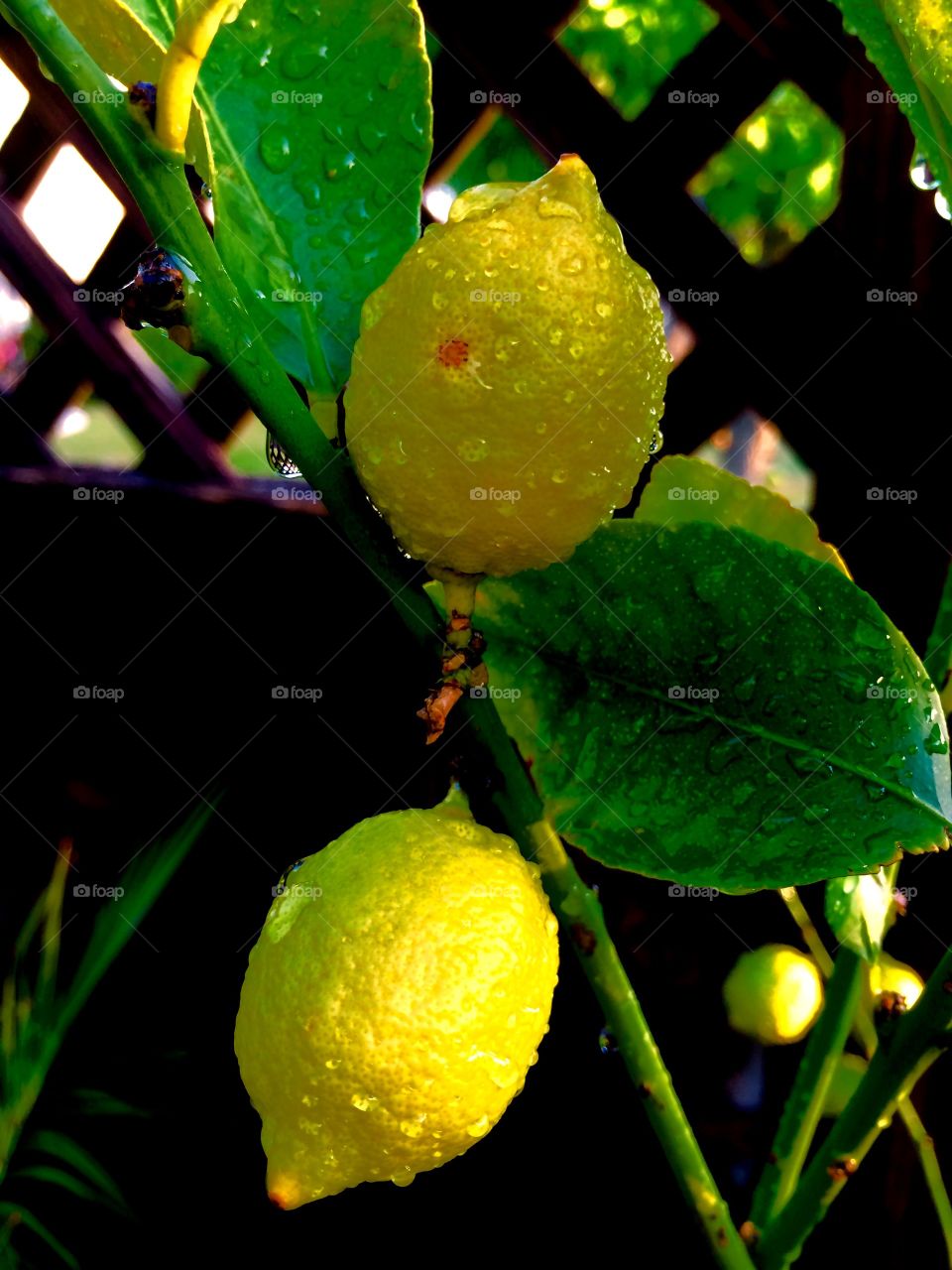 Lemons