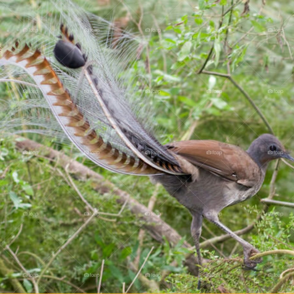 male lyre bird