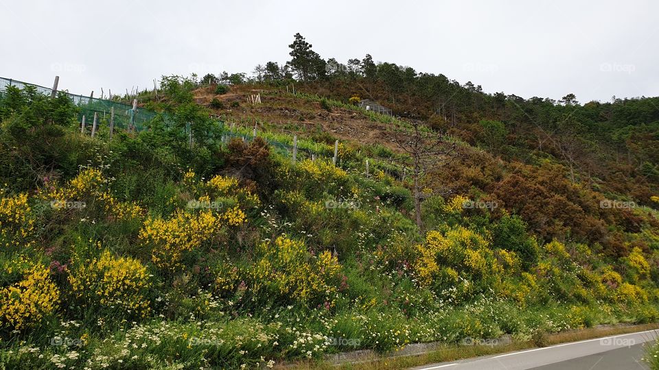 Cinque Terre, Liguria, It