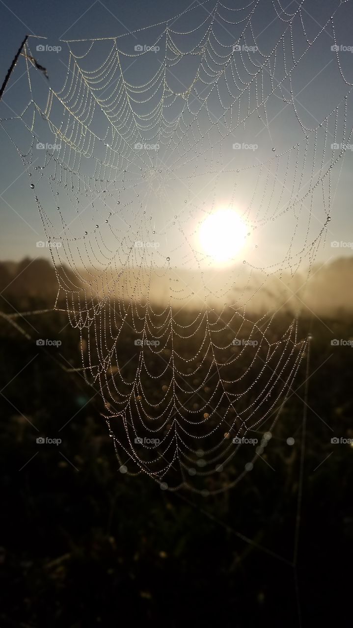 Spider, Spiderweb, Trap, Cobweb, Arachnid