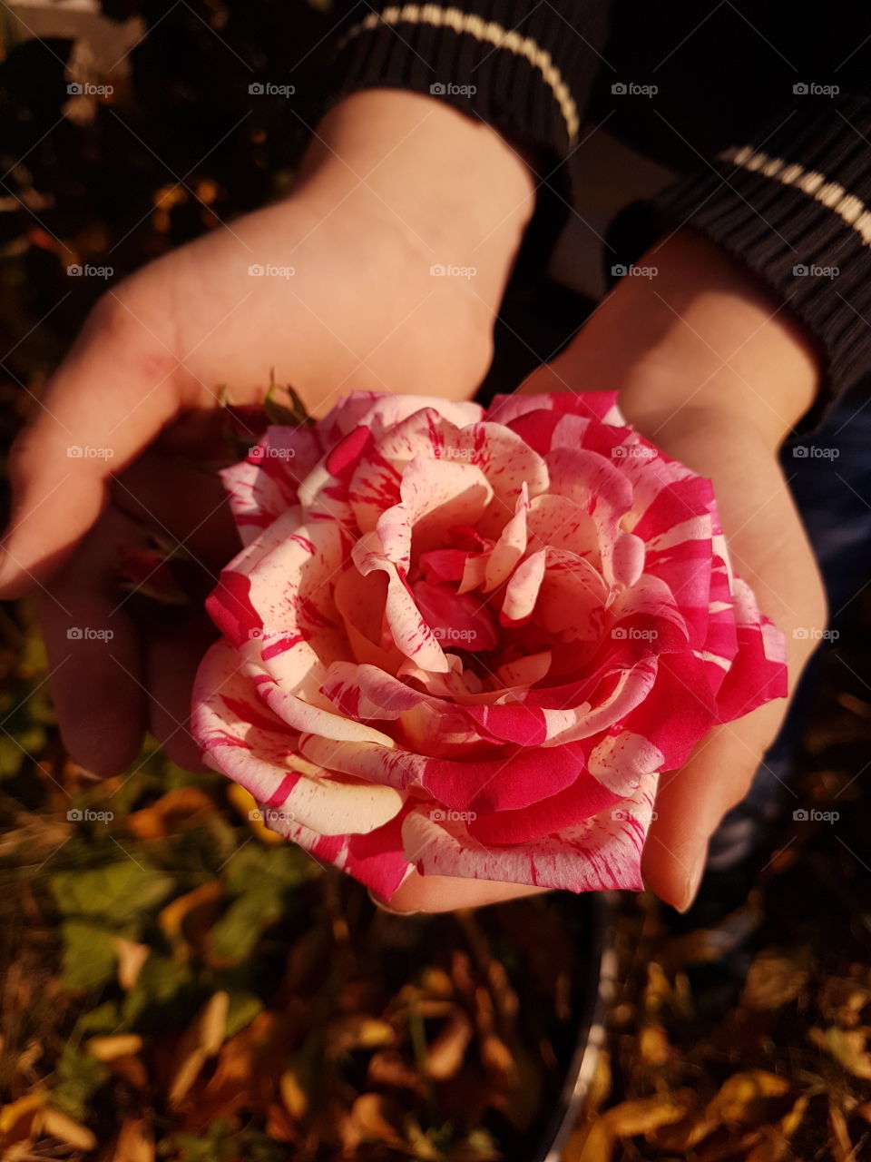 Flower, Rose, Love, Nature, Beautiful