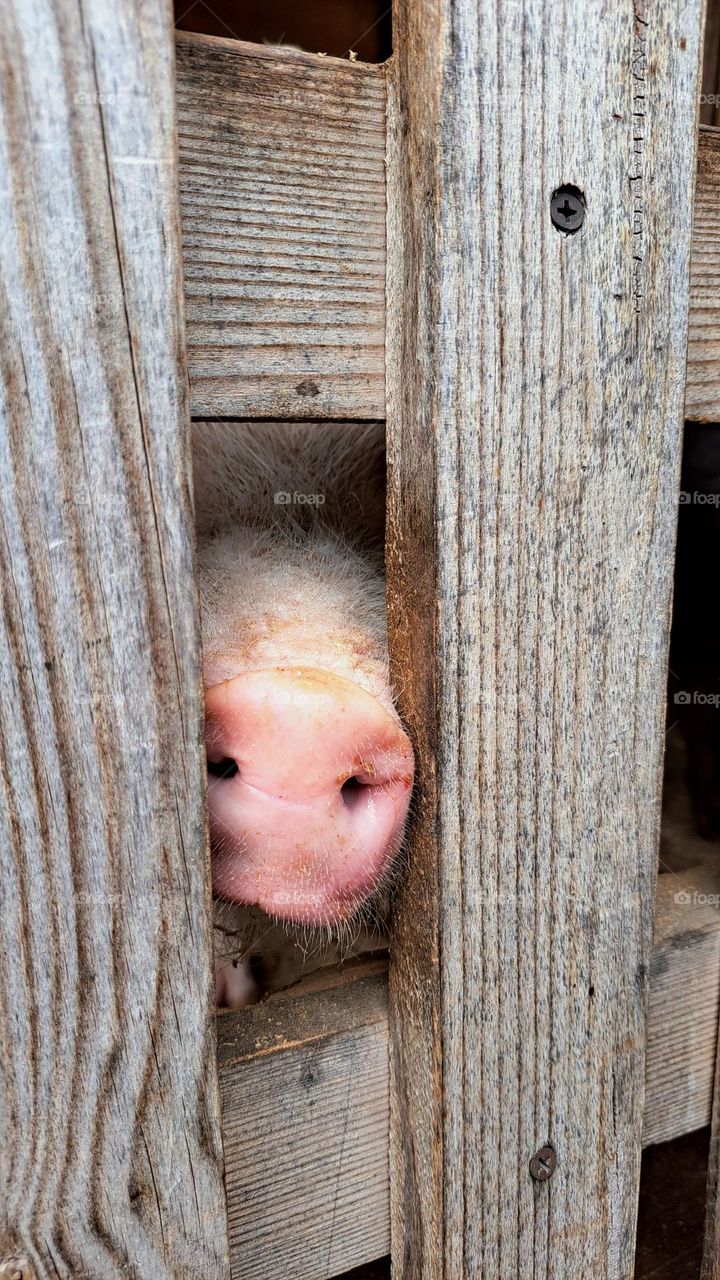 pig snout