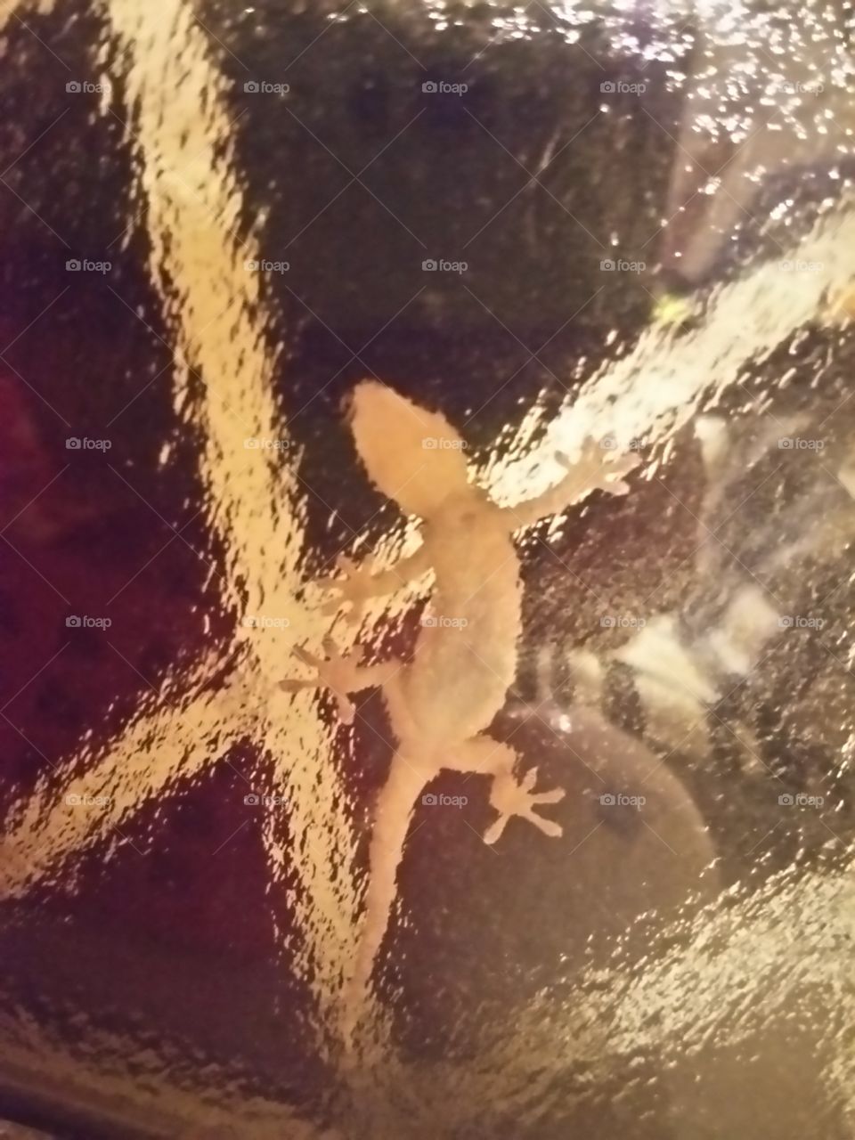 The gecko came to my home in july(*´∀｀)
So cute ,right?