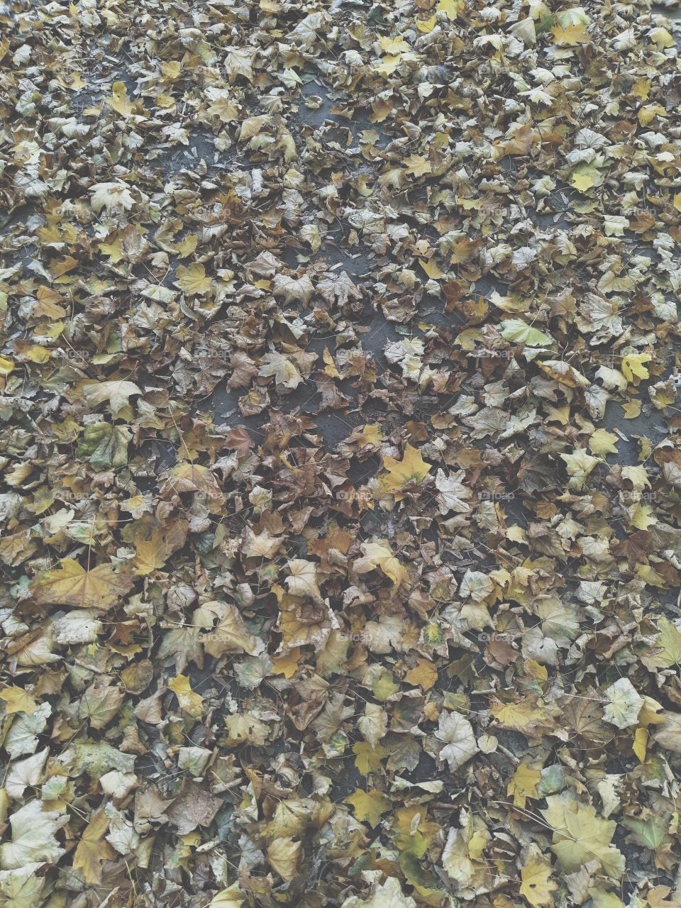 Dry leaves on the ground cover the surface
