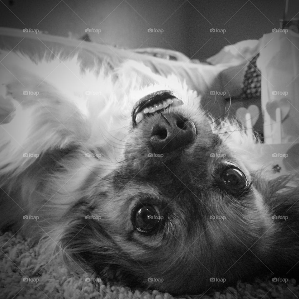 Cute dog. A dog looking back at the camera while laying upside down