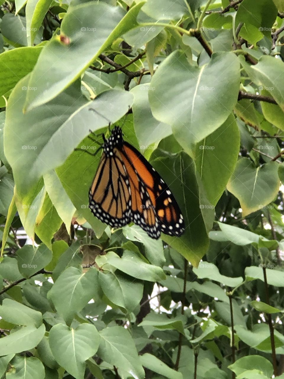 Newly hatched monarch butterfly on tree