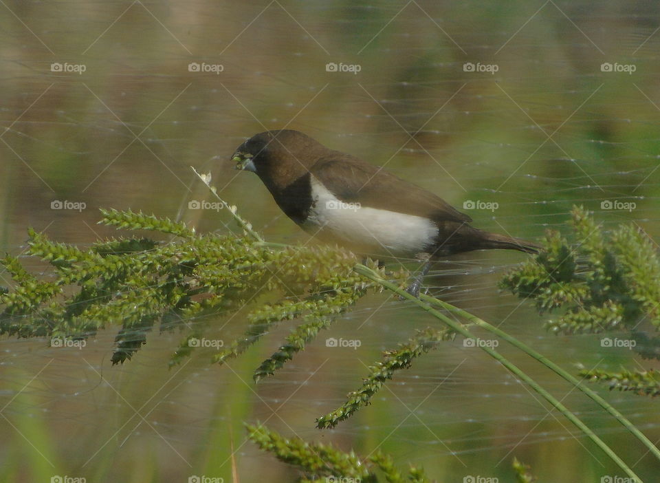 Javan munia. Along day perching on the lined member of graminae. Good solution of alternative feed since the rice field enclosed for saving by them .