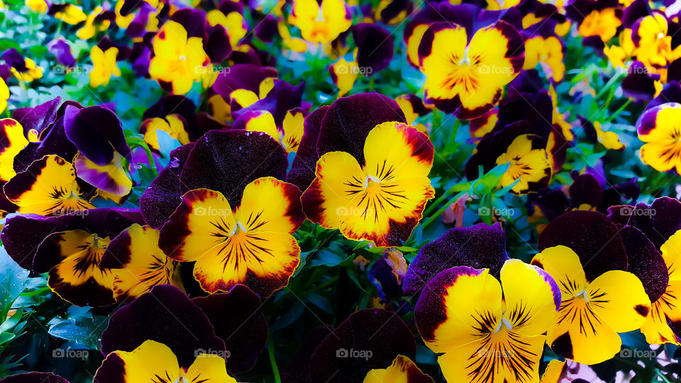 Dreamy pansies looking out on the reflecting ponds in Hopeland Gardens.