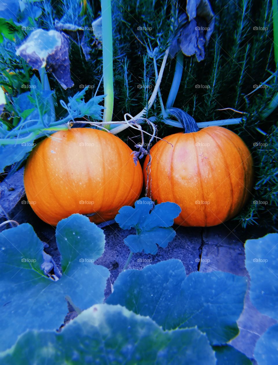 Pumpkins