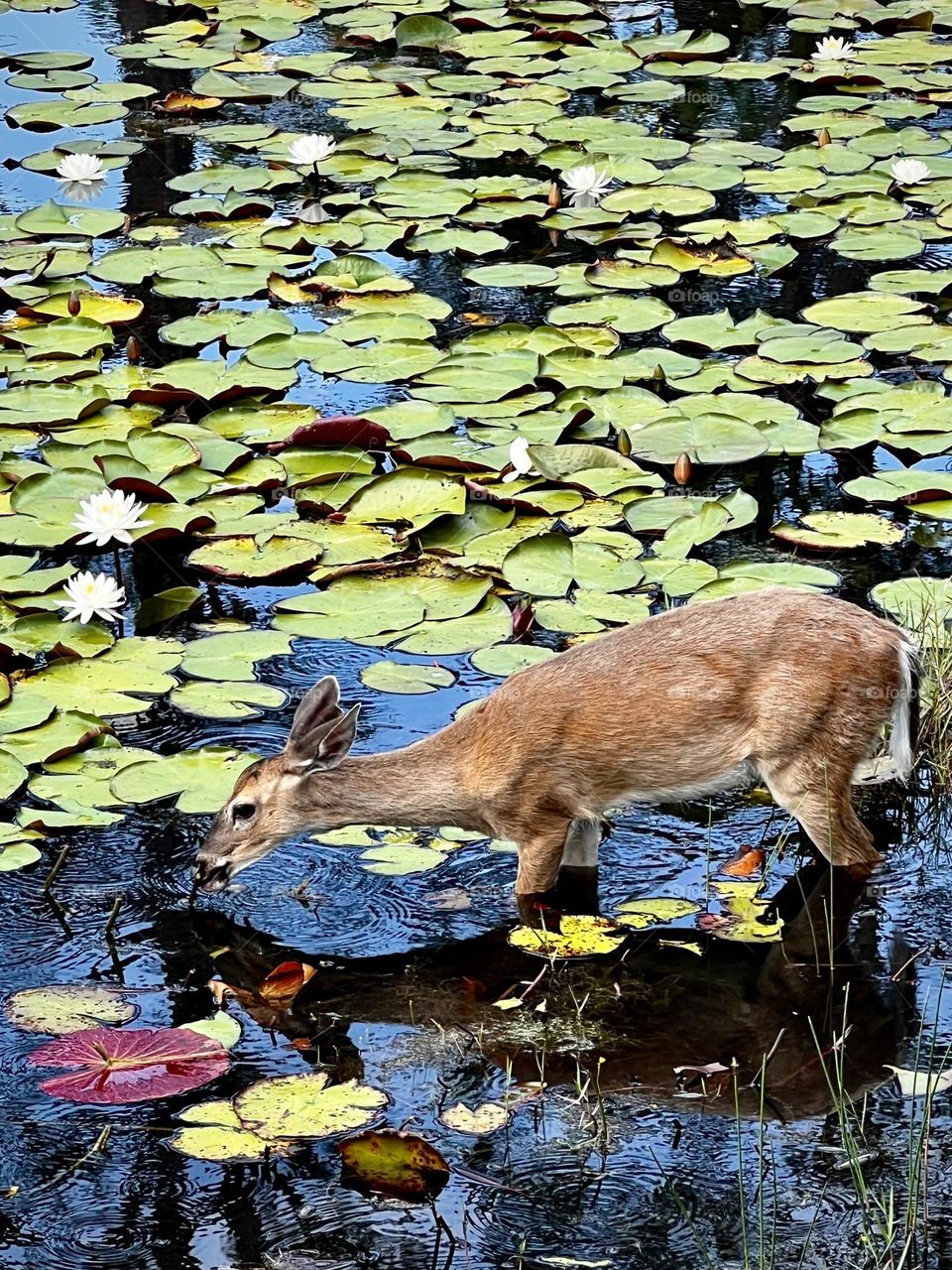 Young female whitetail deer wading into pond to graze on lily pads. She has a mouthful and is surrounded by many more.