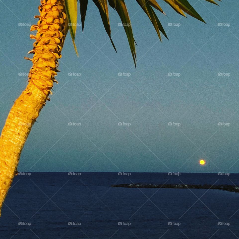 Palme, Meer und Mond