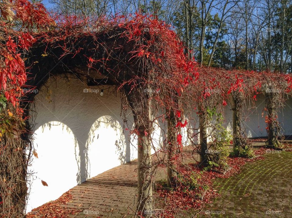 Scenic view of wooden arch in garden