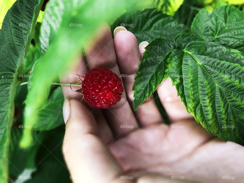 Female hand taking a red ripe raspberry from the green bush 