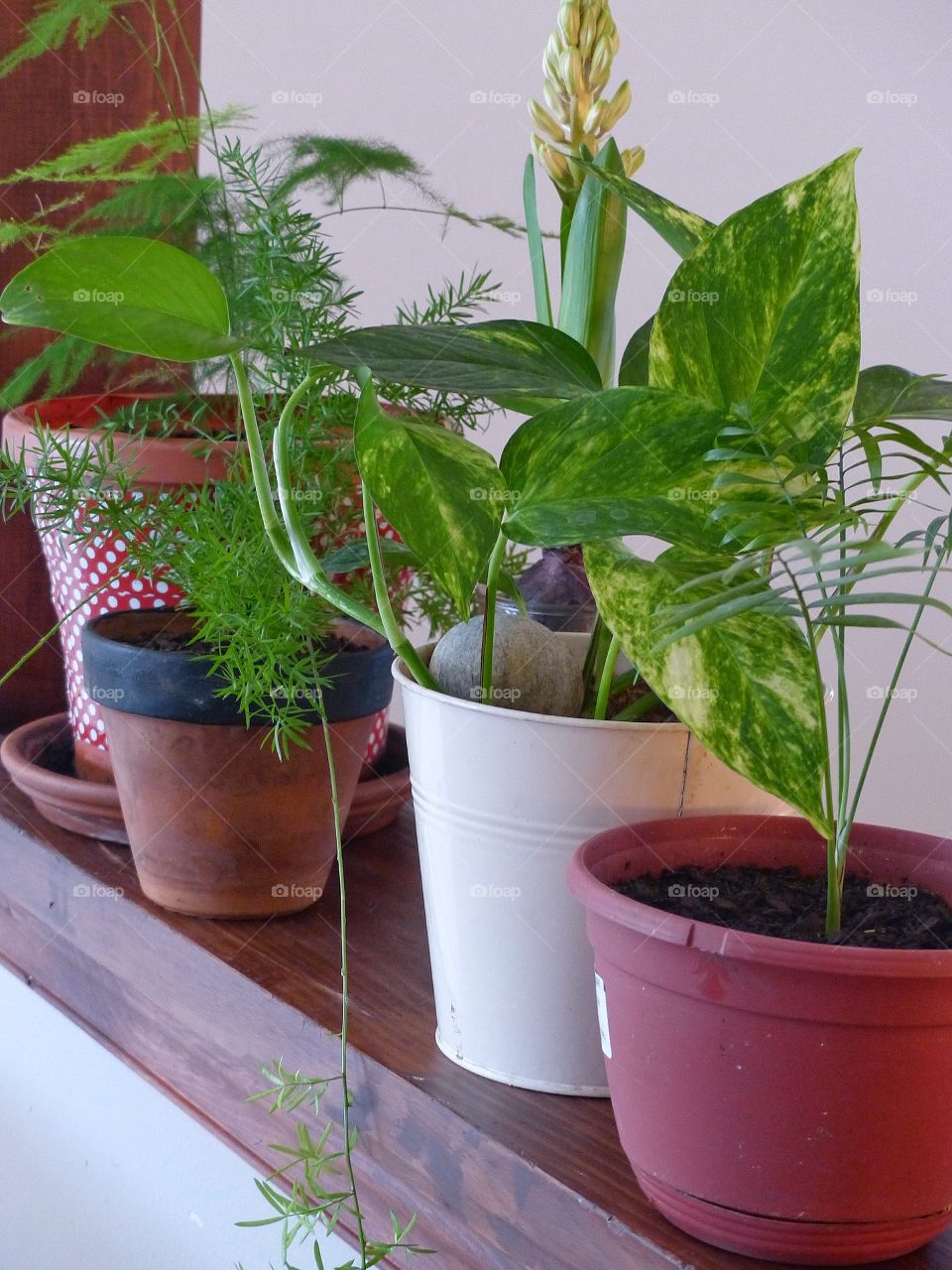 Potted indoor plants