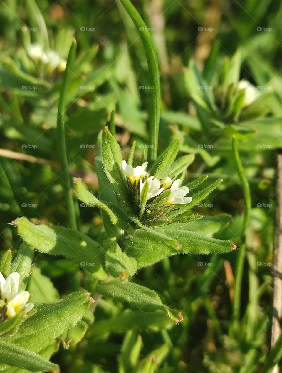 Spring green plant Buglossoídes arvénsis blooming with tiny white flowers