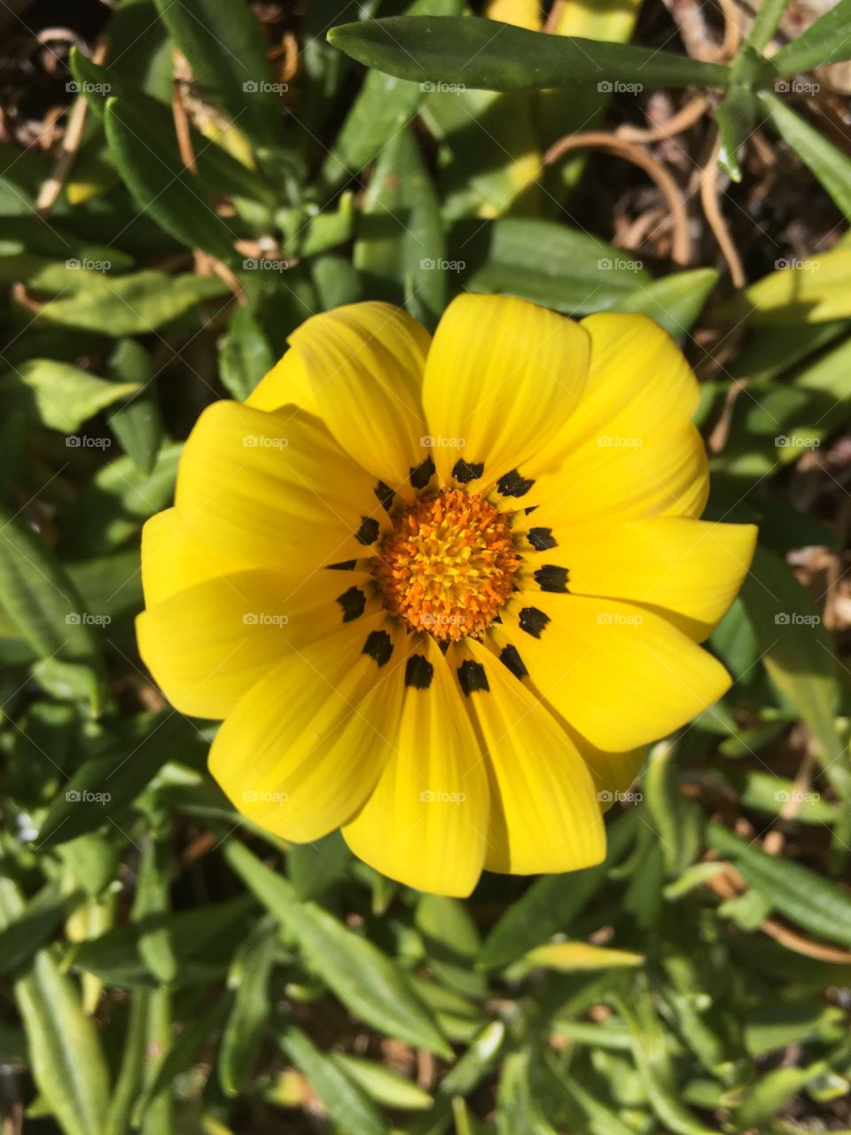 Bright yellow summer flower