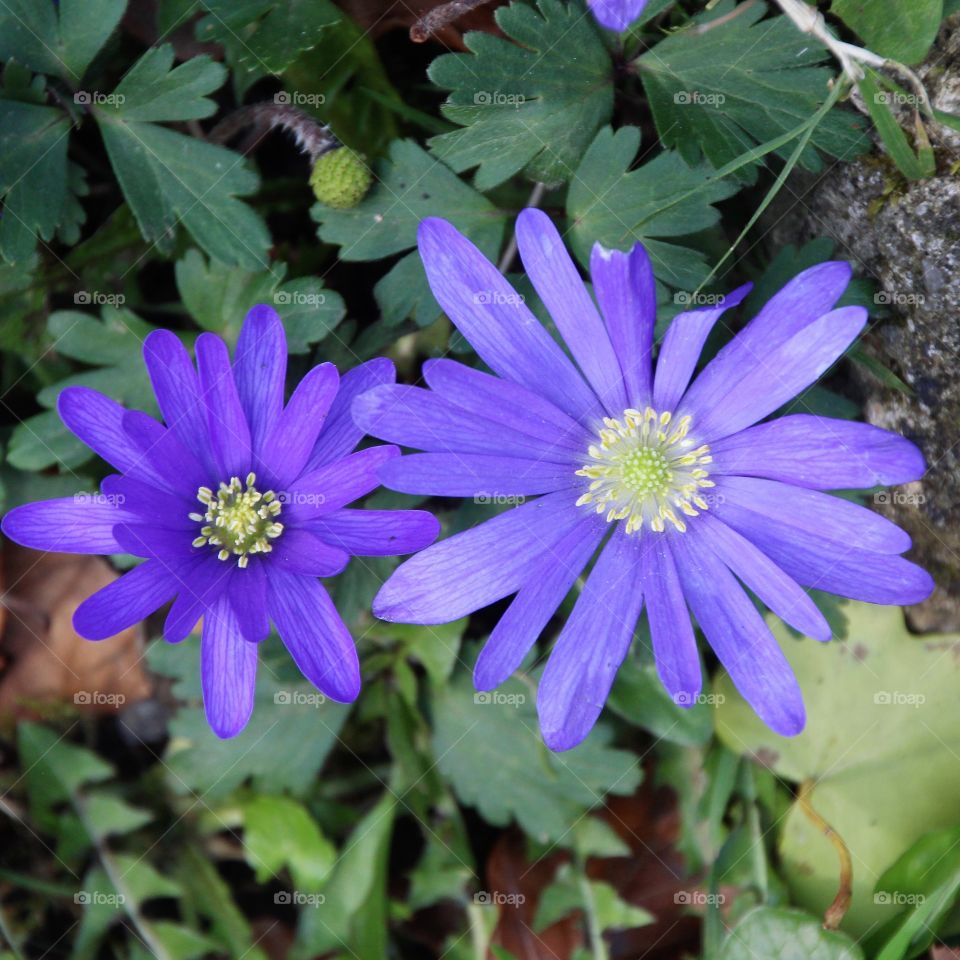 Flower, Flora, Nature, Blooming, Garden