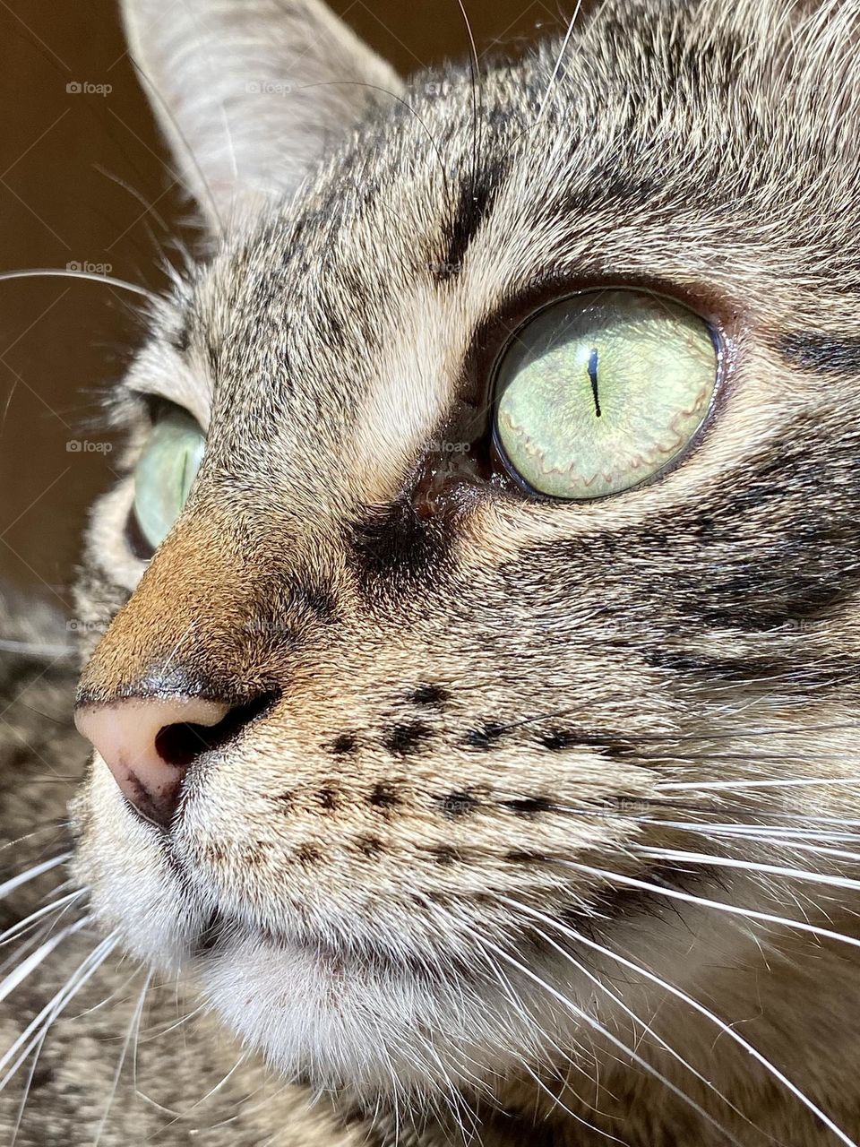 A beautiful tabby cat sitting in the sun