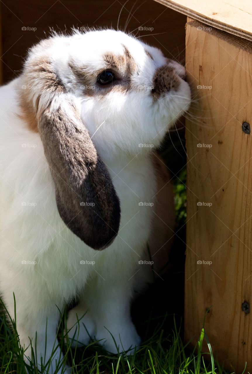 animal pet rabbit kaninchen by Kreativation