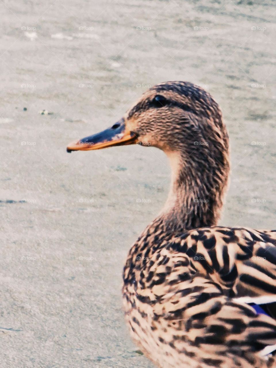 wild duck on frozen lake