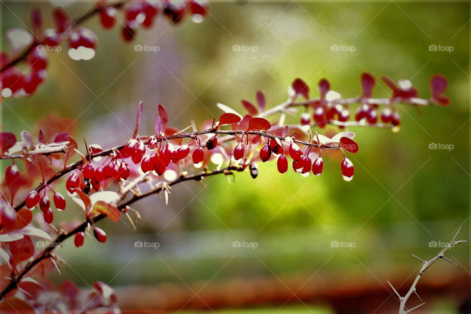 Leaf Berry 's