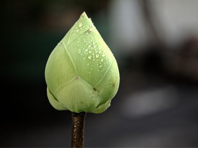 White lotus bud