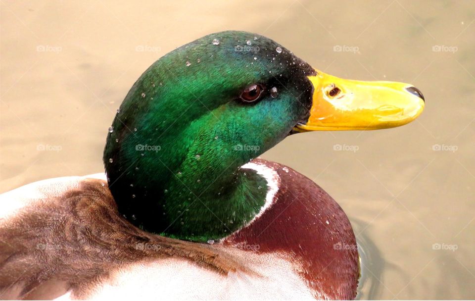 droplets on duck head