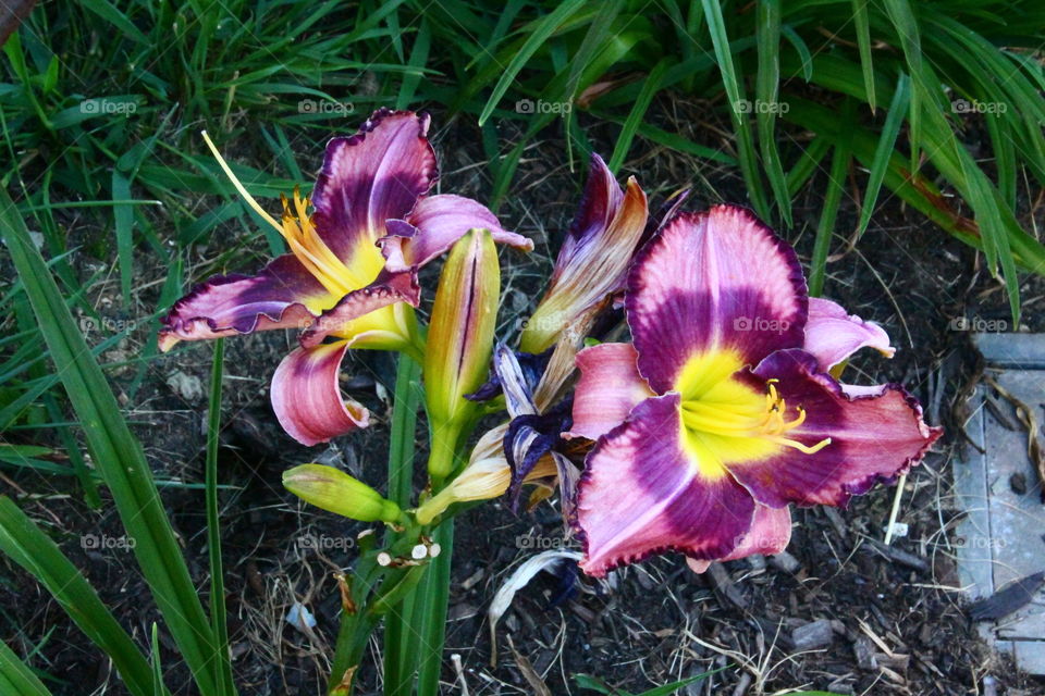 Lillies at the Cemetery