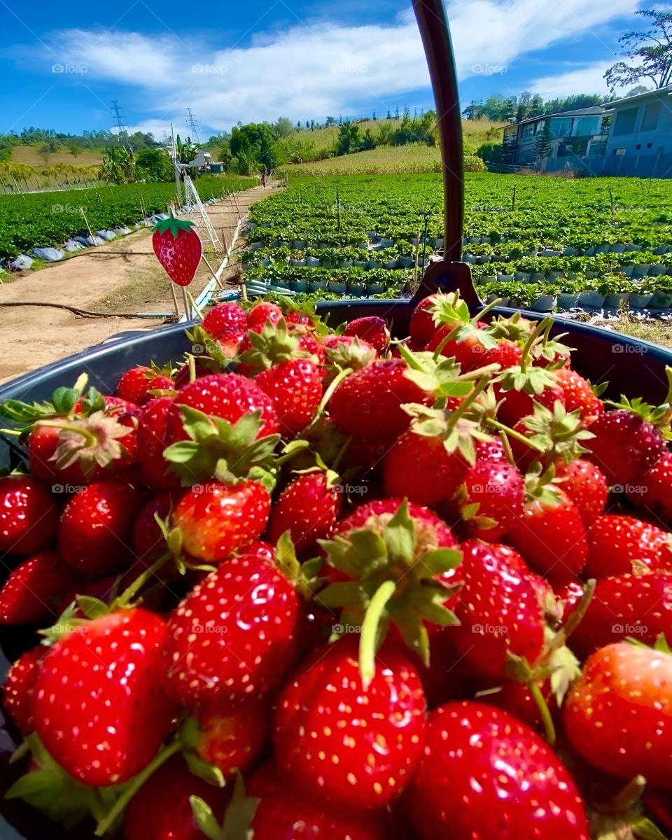 fresh red strawberries picked up from the garden