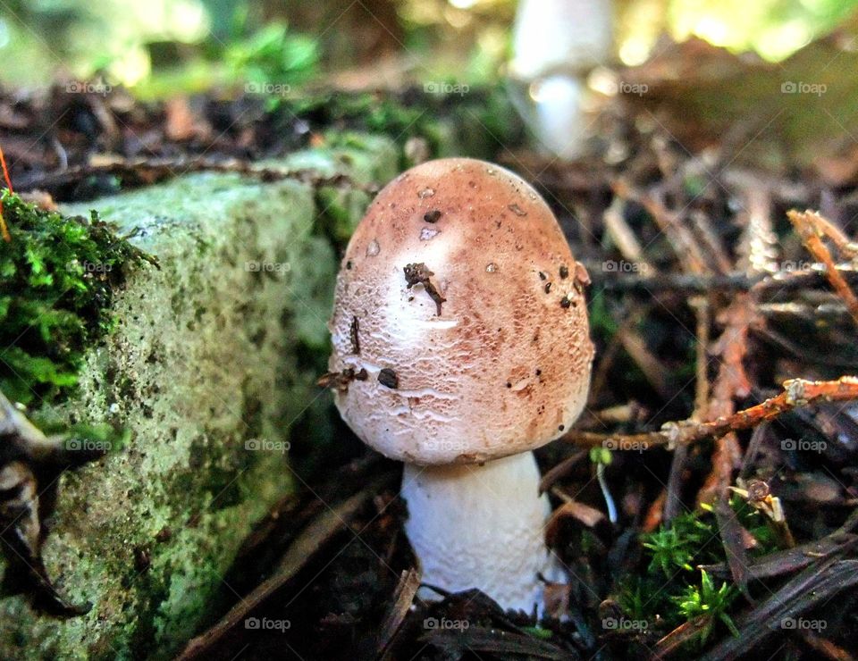 Macro close-up of a blush wood mushroom against the edge of a grave with bright green moss and dried autumn foliage