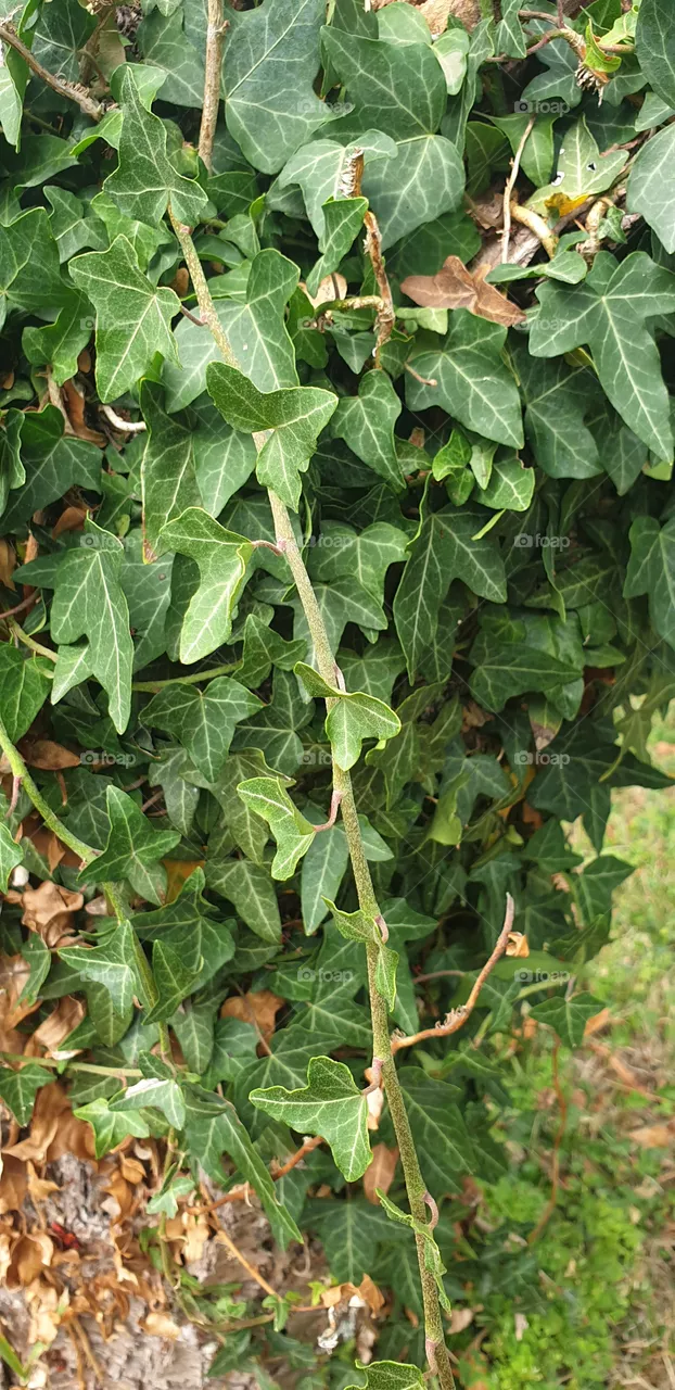 ivy