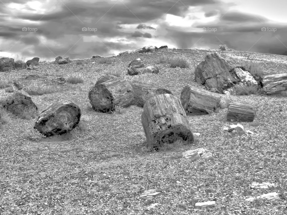 Petrified Forest 