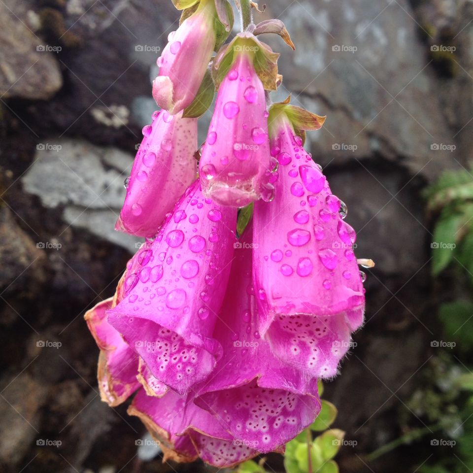 Foxglove. Close up of a foxglove with raindrops 