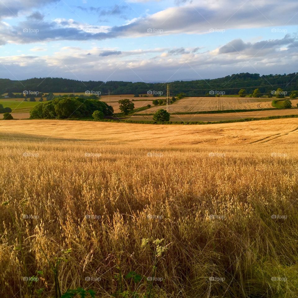 Scenic view of agriculture field at countryside