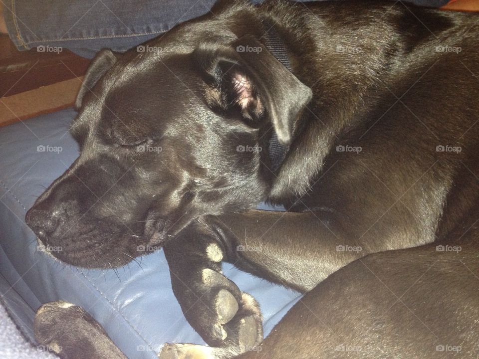 Sleeping black dog. Sleeping black lab on couch