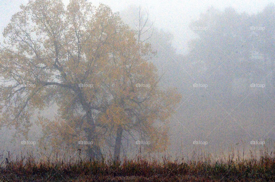 Fog one late Fall morning