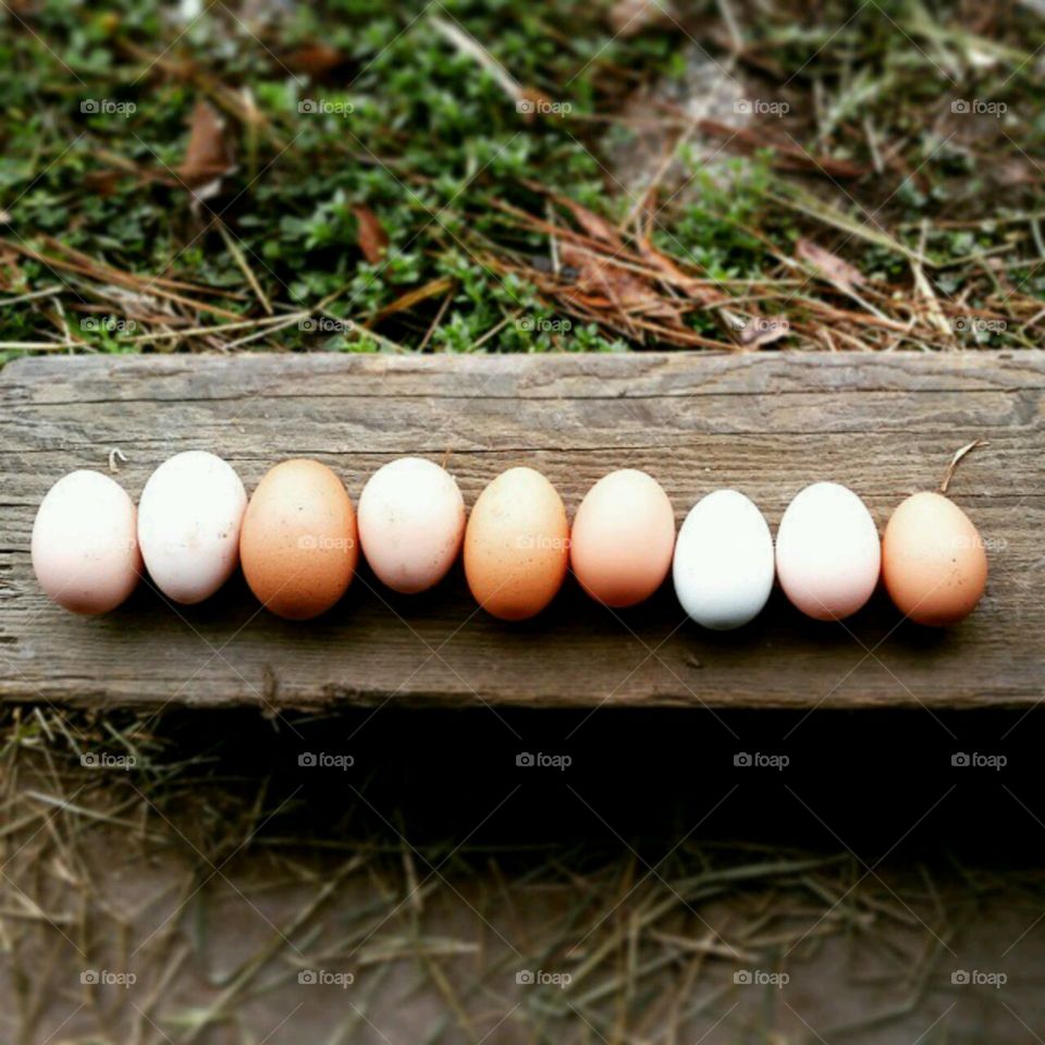 Fresh Eggs Daily . Best part of farming ♡