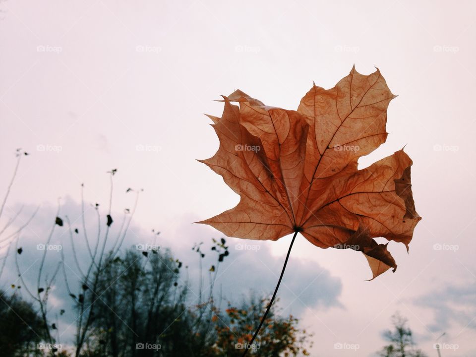 Close-up of autumn leaf