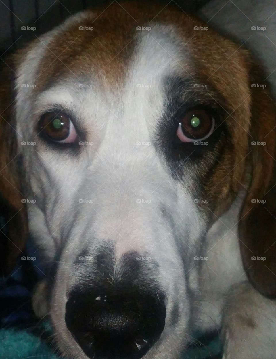 You ain't nothin but a hound dog