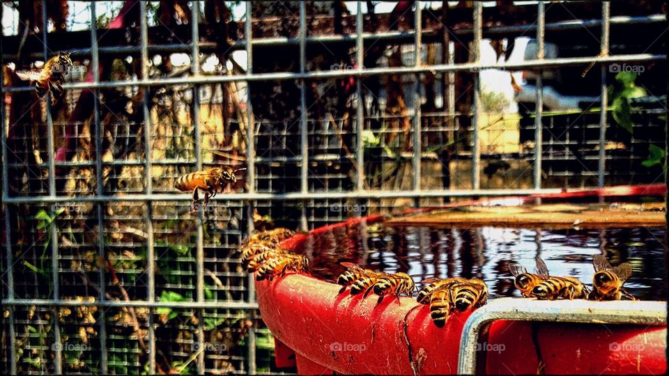 Thirsty Bees at the Water Trough