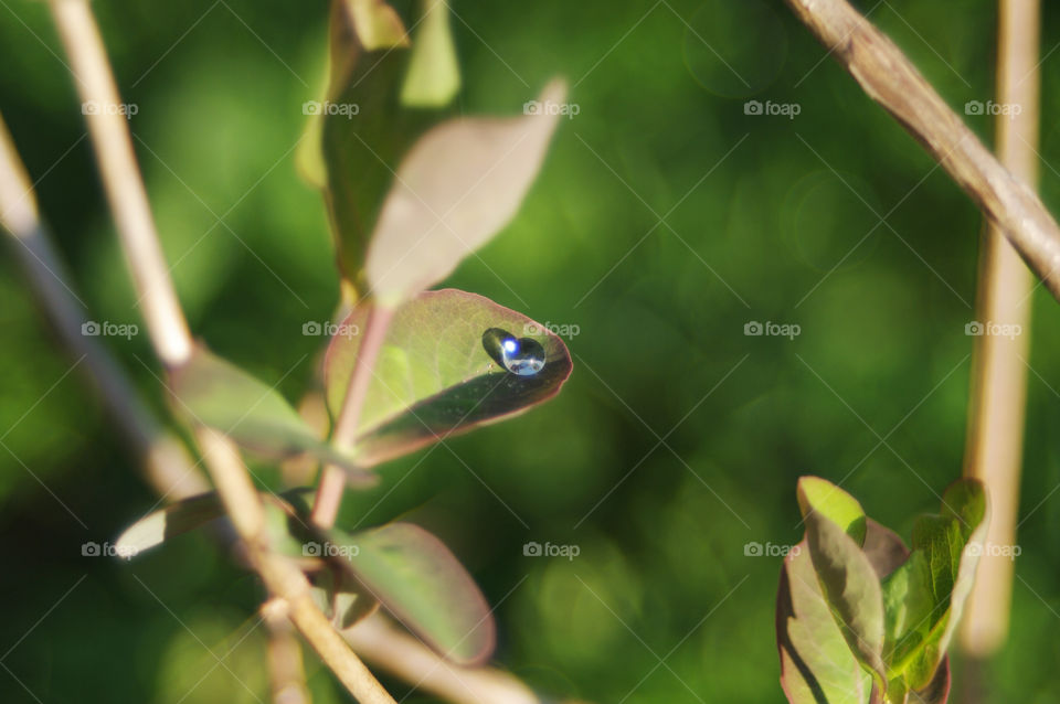 drop of dew on a tree branch