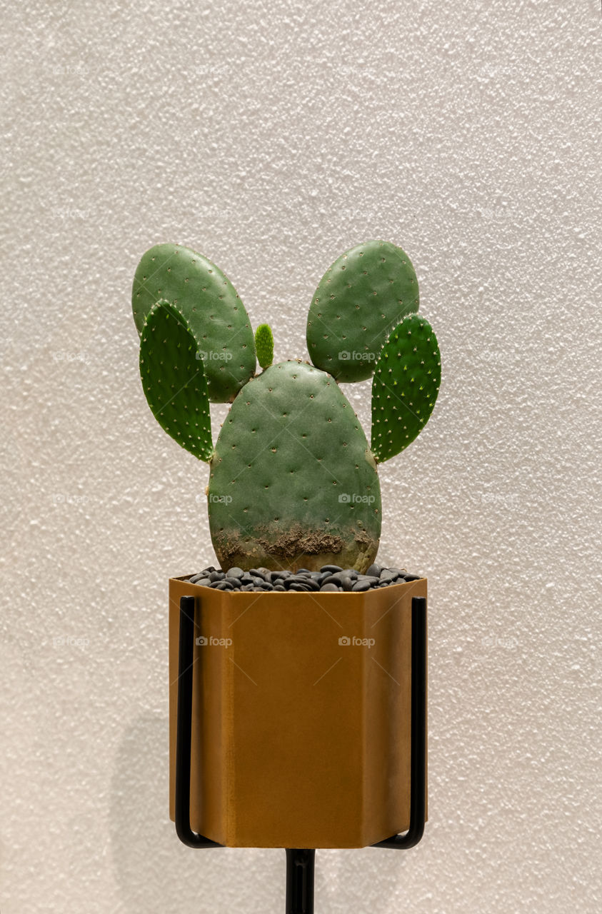 Cactus “Funny Bunny” 